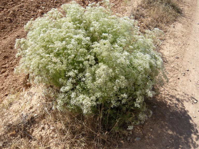 Gypsophila struthium subsp. hispanica (Caryophyllaceae) Gérard Weiner