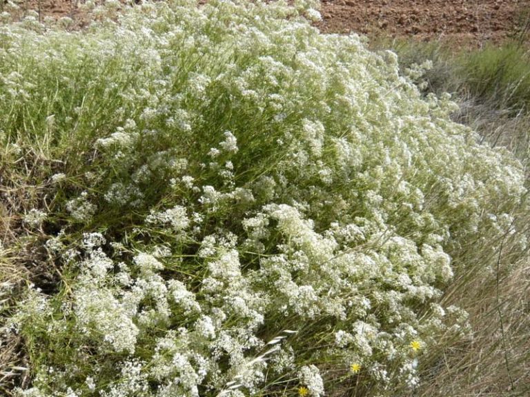Gypsophila struthium subsp. hispanica (Caryophyllaceae) Gérard Weiner