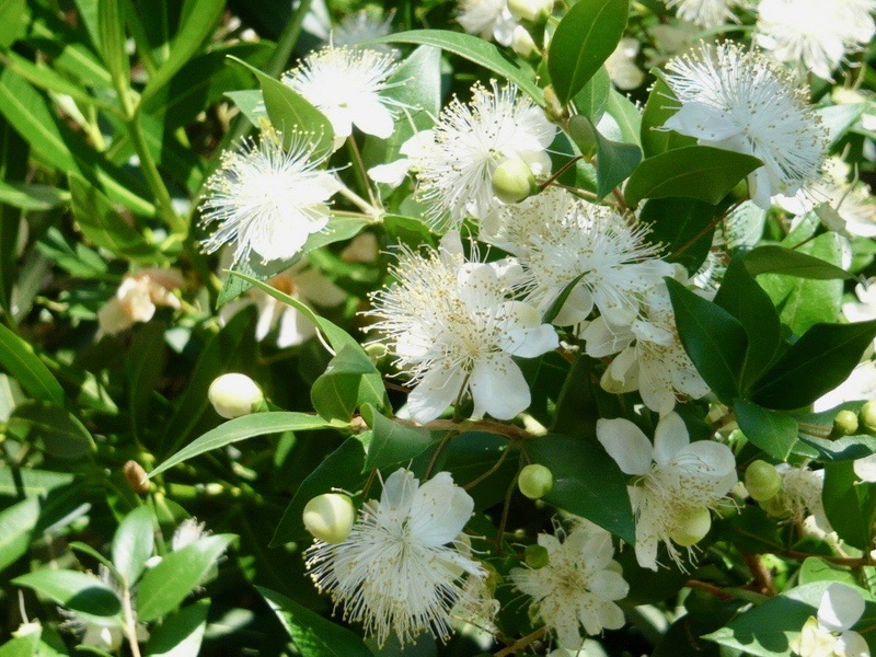 Myrtus communis (Myrtaceae) - Gérard Weiner - Plantes de terrains secs