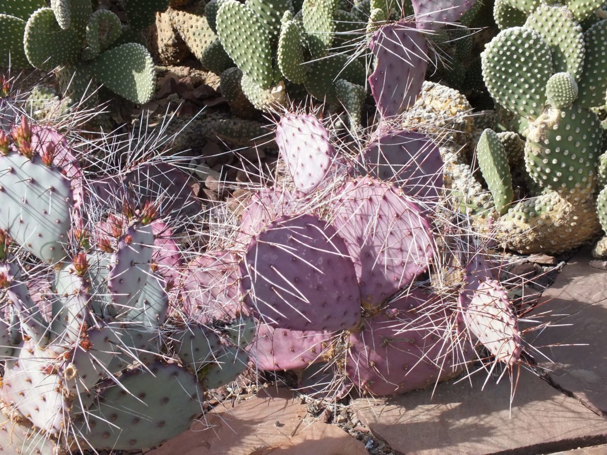 opuntia 'long spine clone’ オプンチア サボテン 多肉 輸入苗 opuntia violacea v.macrocentra 'long spine clone