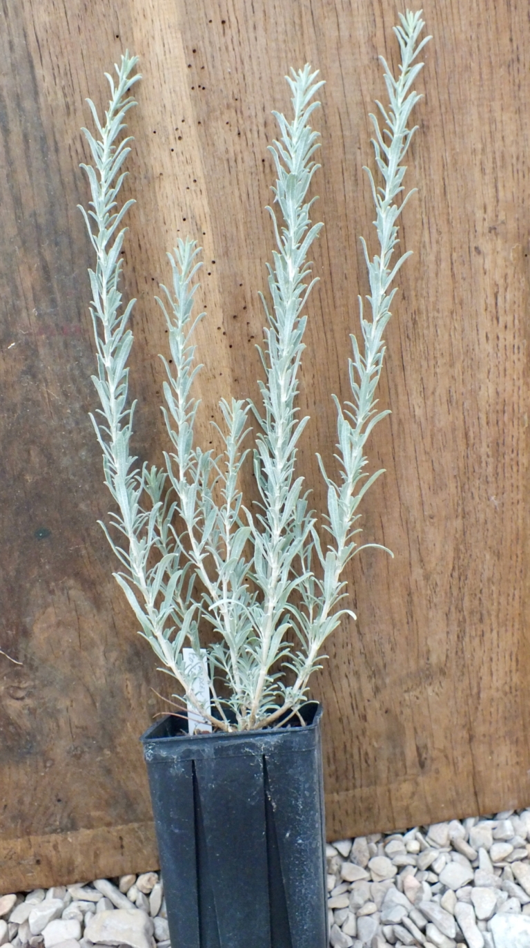 Atriplex corrugata - Gérard Weiner - Plantes de terrains secs